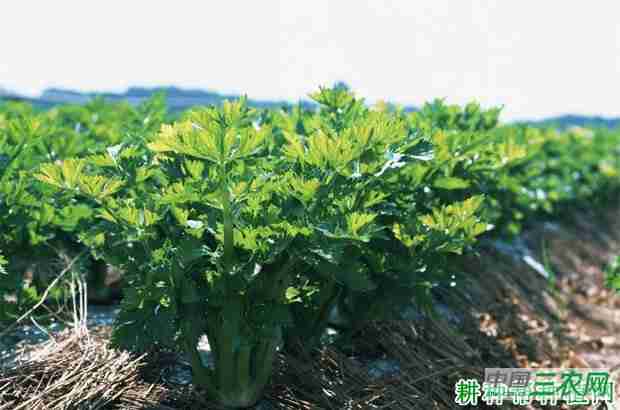 芹菜有几种种植方式(芹菜有几种种植方式呢)